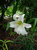 Lilium formosanum var pricei.jpg